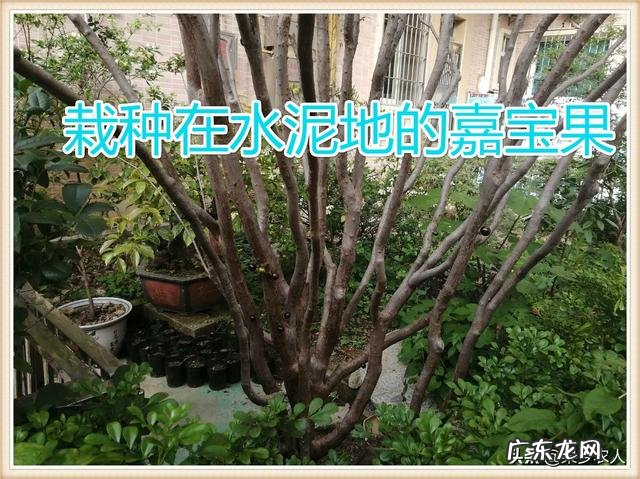 树葡萄种了十年了还没结果是怎么回事?