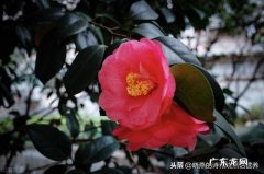 婆婆觉得初二不用回娘家，并且回娘家也不用老公陪你觉得对吗？