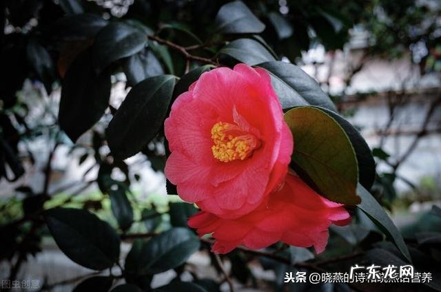 婆婆觉得初二不用回娘家，并且回娘家也不用老公陪你觉得对吗？