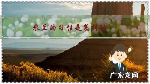 米兰的习性是怎样的？如何正确繁殖米兰？