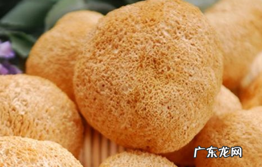 吃猴头菇会上火吗一次吃多少合适吃多了会怎样 猴头菇的功效与作用及禁忌