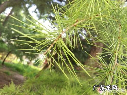 松树的叶子有哪些作用?