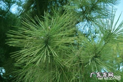 松树的叶子有哪些作用?