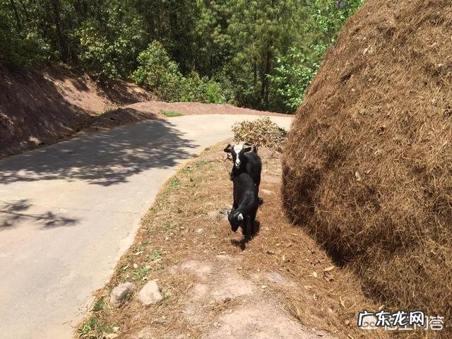 松树的叶子有哪些作用?