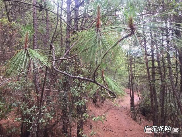 松树的叶子有哪些作用?