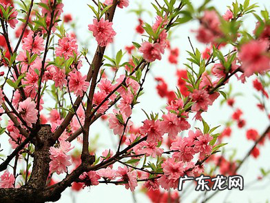 招桃花摆放什么植物好 家里阳台可养桃花风水