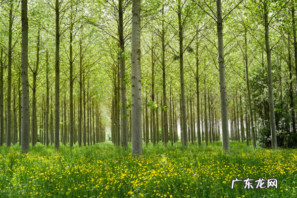 关于树的好词好句 描写树的好词好句子