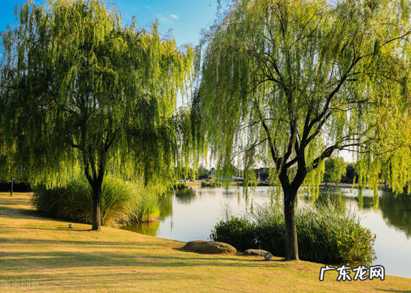 关于树的好词好句 描写树的好词好句子