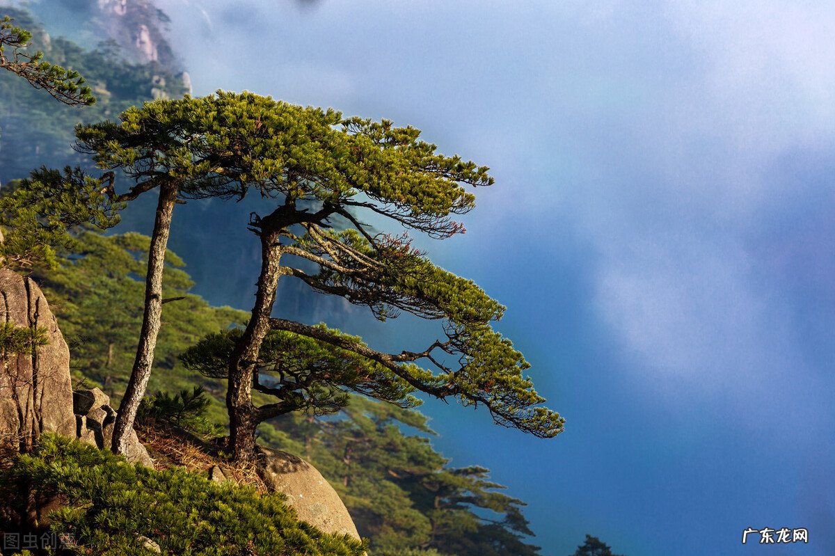 关于树的好词好句 描写树的好词好句子