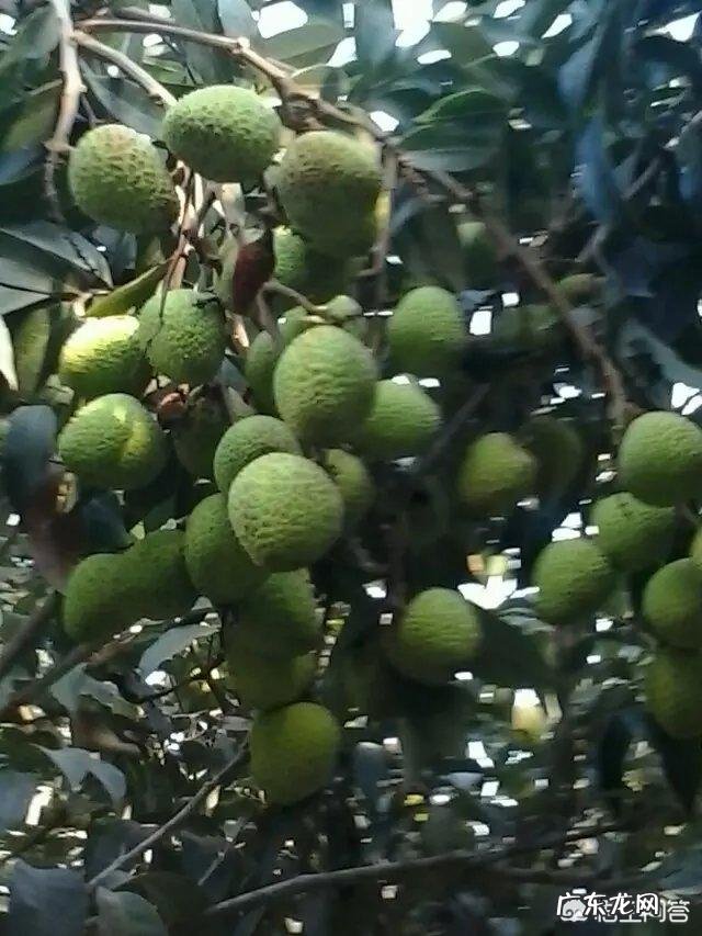 荔枝吃多了后果很严重吗?