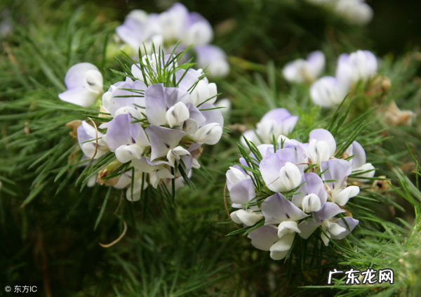 补骨脂的功效与现代医学研究 补骨脂的作用和功效图片