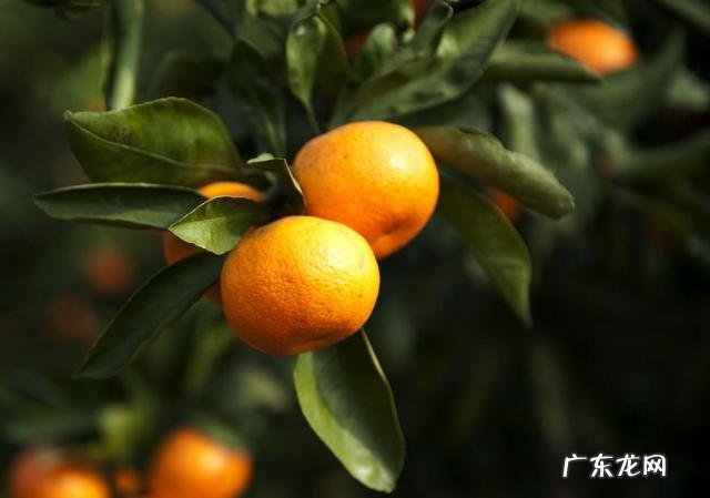 秋天吃橘子有什么好处?