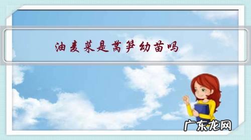 油麦菜是不是莴笋叶 油麦菜是莴笋幼苗吗?
