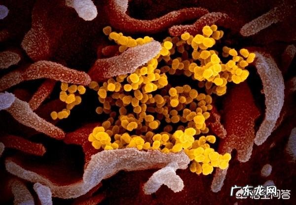 新冠病毒引发的COVID-19疫情的平均潜伏期是怎样的?要注意什么?