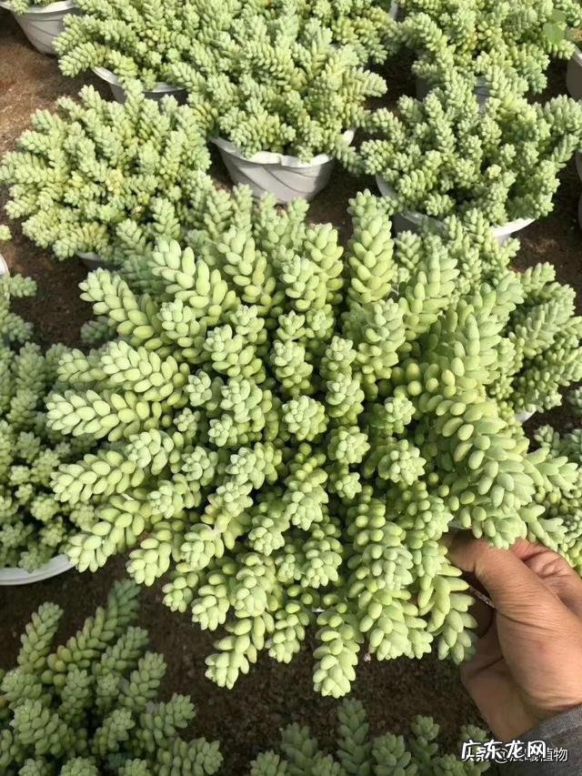 玉缀夏天怎么养殖?