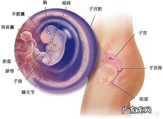 胎儿长得最快是什么月份呢？