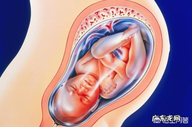 胎儿长得最快是什么月份呢?