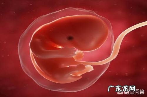 胎儿长得最快是什么月份呢？