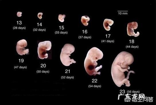 胎儿长得最快是什么月份呢?