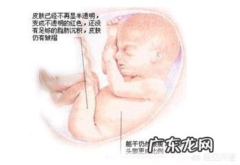 胎儿长得最快是什么月份呢?