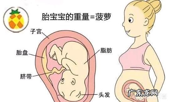 胎儿长得最快是什么月份呢?