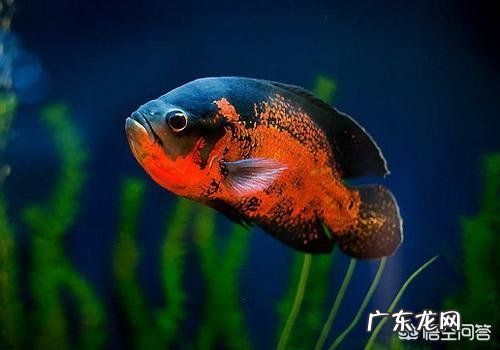 地图鱼能和什么鱼混养?需要注意什么?