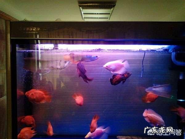 地图鱼能和什么鱼混养？需要注意什么？