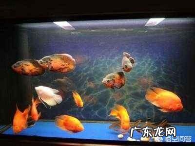 地图鱼能和什么鱼混养？需要注意什么？