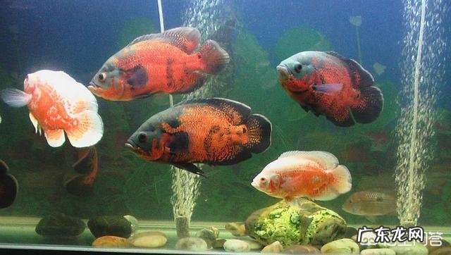 地图鱼能和什么鱼混养？需要注意什么？