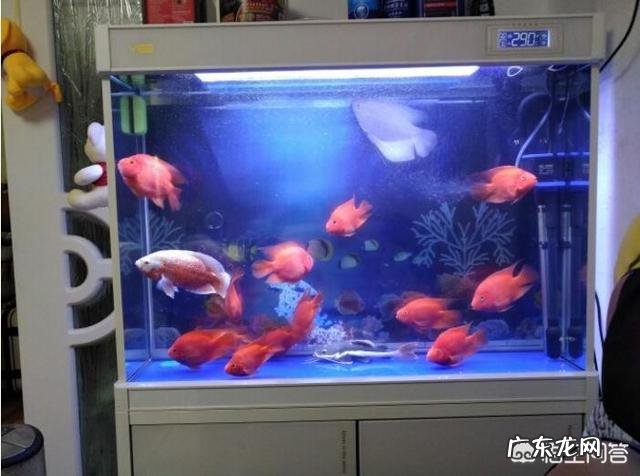 地图鱼能和什么鱼混养？需要注意什么？