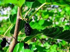 失眠耳鸣是什么原因引起的