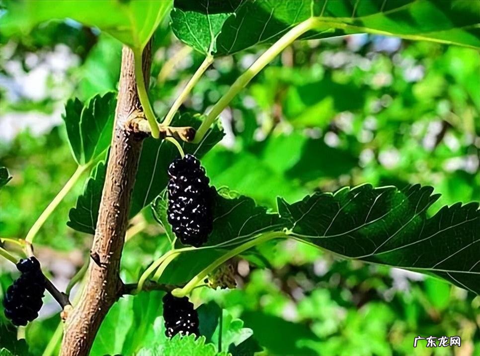 失眠耳鸣是什么原因引起的