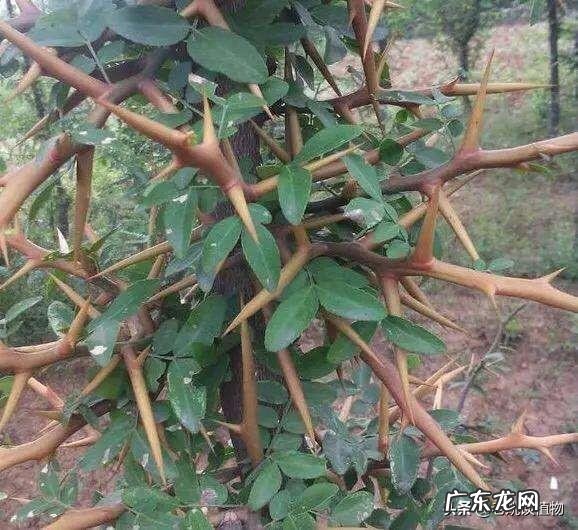 皂角树在田间能做造型吗?为什么?