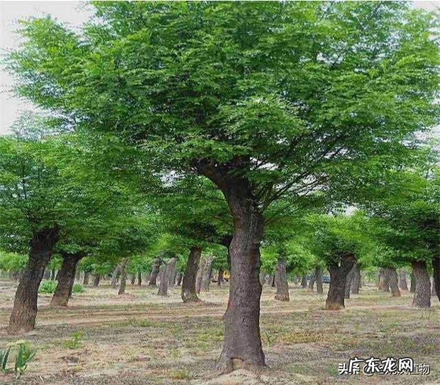 皂角树在田间能做造型吗?为什么?