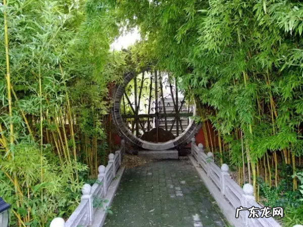 家里种点竹子 家里客厅养龙竹的风水好