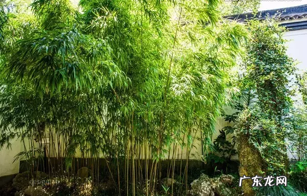 家里种点竹子 家里客厅养龙竹的风水好