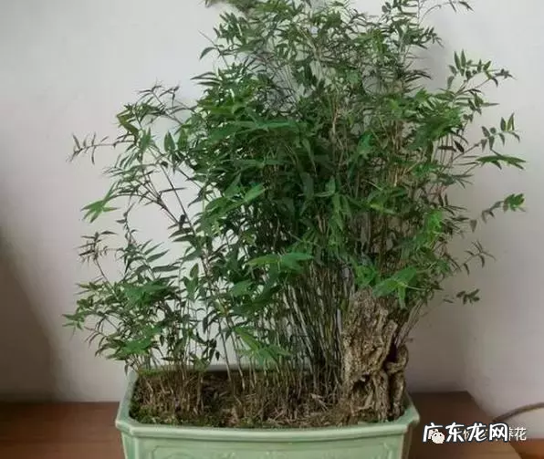 家里种点竹子 家里客厅养龙竹的风水好