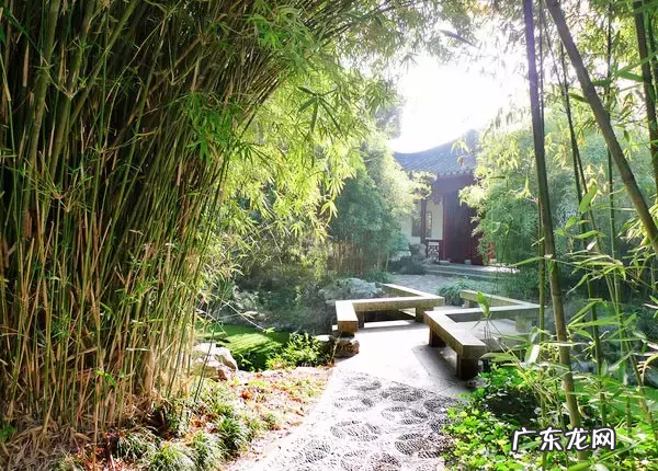 家里种点竹子 家里客厅养龙竹的风水好