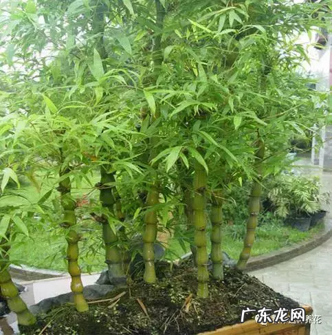 家里种点竹子 家里客厅养龙竹的风水好