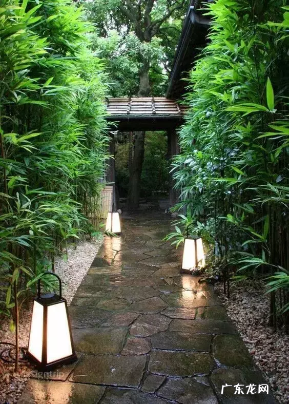 家里种点竹子 家里客厅养龙竹的风水好