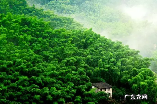 家里种点竹子 家里客厅养龙竹的风水好