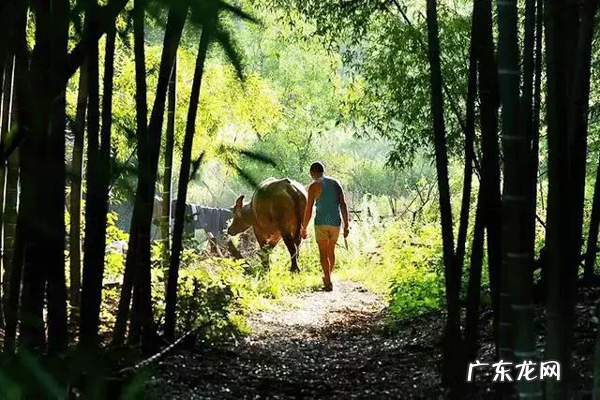 家里种点竹子 家里客厅养龙竹的风水好