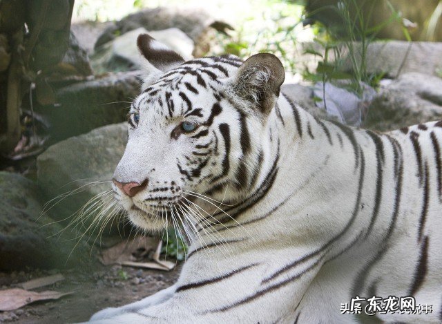 农村俗语 房屋住宅风水白虎高怎么样