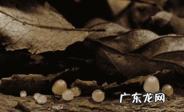 脱水香菇干有营养吗，营养价值如何？