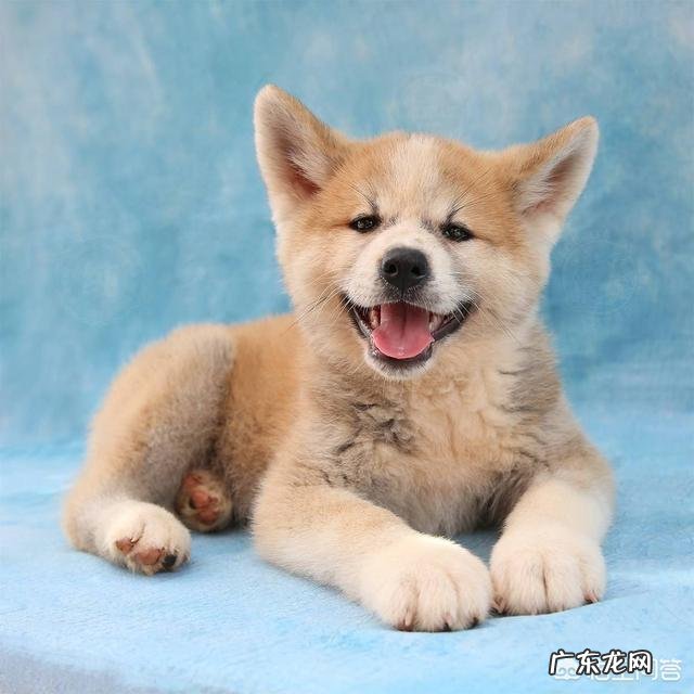 秋田犬为什么少人养?