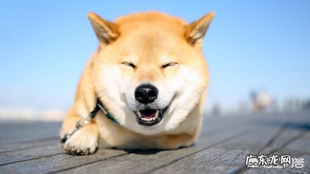 秋田犬为什么少人养？