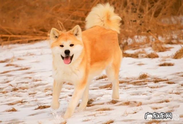 秋田犬为什么少人养？
