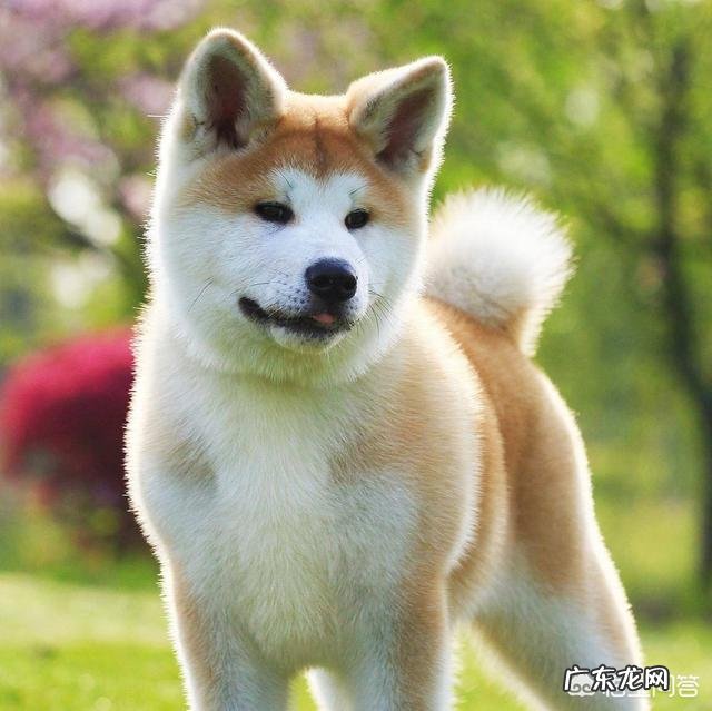 秋田犬为什么少人养?