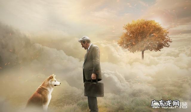 秋田犬为什么少人养?