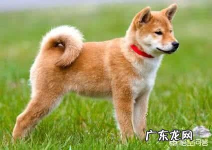 秋田犬为什么少人养?